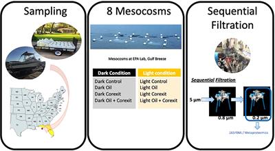 Clarifying the murk: unveiling bacterial dynamics in response to crude oil pollution, Corexit-dispersant, and natural sunlight in the Gulf of Mexico